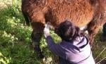 Laptele de măgăriţă, cel mai indicat pentru menţinerea unei siluete suple