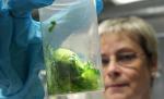 Bacteria ucigaşă a ajuns în Suedia. 39 de persoane contaminate, din care 15 în stare gravă