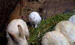 Un iepure fără urechi, efect direct al radiaţiilor din zona Fukushima
