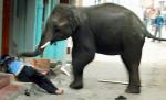 Şocant! Doi elefanţi au atacat un oraş din India. O persoană a murit călcată de animale