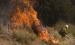 Incendiul din Arizona ar putea deveni cel mai grav din istoria statului