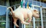 Agitaţie pe Facebook, după ce un adolescent a postat poze cu căţelul său agăţat pe sârma de întins rufe