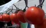 Roşiile au festivalul lor anual, într-o comună din judeţul Arad