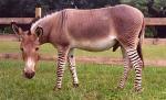 Hibrid dintre un măgar şi o zebră, născut la o grădină zoologică din China
