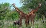 Tanzania va deschide o mină de uraniu într-o rezervaţie naturală inclusă în patrimoniul UNESCO