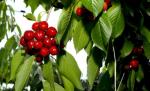 Produsele eco din România, la mare căutare în afara graniţei 