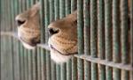 Un ucrainean vrea să se mute într-o cuşcă, alături de doi lei