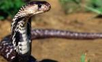 Un şarpe, descoperit în parcul IOR din Capitală. Poliţia animalelor a reuşit să îl captureze