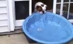 Un căţel perseverent: A reuşit să bage o mini-piscină în casă