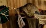 O pisică se răstoarnă în timp ce fură chiloţi de pe stativul de rufe