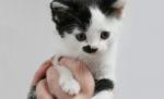 Hitler reîncarnat în pisică: Vezi cum arată Kitler, versiunea felină a Fuhrer-ului