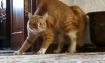 Amuzant! O pisică se sperie în stilul "Thriller" al lui Michael Jackson