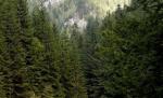 Zeci de hectare de pădure de lângă Câmpulung Moldovenesc, defrişate pentru a face loc unei telegondole