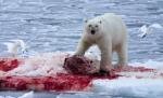 Un turist britanic a fost ucis de un urs polar în Norvegia