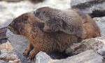 Doi pui de marmotă au venit pe lume la Grădina Zoologică de la Băneasa