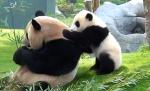 Ce drăguţ! Un pui de panda îşi deranjează mama de la masă ca să se joace