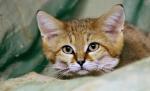 Specie rară de felină, născută la un ZOO din Israel. Vezi cum arată "pisica de nisip"