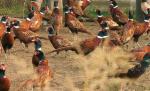 Cea mai mare crescătorie de fazani din ţară nu simte criza: Exportă păsări pentru vânătoare