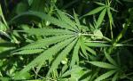 Un român a fost arestat în Irlanda în timp ce transporta 56 de kilograme de cannabis