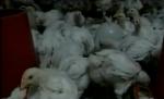 ONU avertizează că gripa aviară ar putea reveni în cursul acestui an
