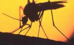 Turişti stropiţi cu insecticid din greşeală la Costineşti