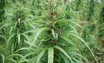 Doi bucureşteni, prinşi în flagrant în timp ce îşi recoltau cultura de cannabis din Snagov