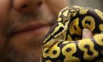 A muşcat dintr-un piton: Un american a ajuns la închisoare, după ce a mutilat o reptilă 