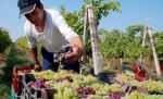 Recoltă record de struguri. Se aşteaptă o producţie dublă faţă de anul trecut