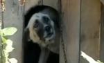 Mama fetiţei muşcate de cap de un câine riscă să fie decăzută din drepturi