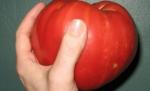 Toamnă îmbelşugată pentru cultivatorii de legume: Roşii de un kilogram şi dovlecei uriaşi