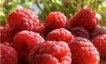 Este sezonul fructelor de pădure. Vezi ce beneficii pot aduce "medicamentele naturale"