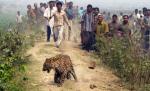 Nepal. 15 persoane arestate, după ce au mâncat un leopard