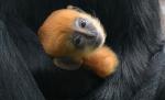 Tango, un pui de maimuţă portocaliu, a devenit vedeta grădinii zoologice din Londra