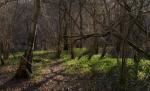 Un bărbat din Iaşi a murit după ce a fost muşcat de animale sălbatice în pădure