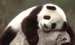 Cum protejează oamenii de ştiinţă din China puii de panda aflaţi în captivitate. Află aici