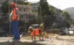 Liza, căţeluşa care a devenit supraveghetor pe un şantier din România