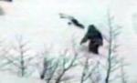 Yeti există. Cercetătorii americani susţin că au găsit dovezi în Siberia