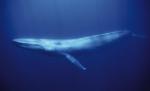 Fosilă veche de 49 de milioane de ani, descoperită în Antarctica. Ar putea fi prima balenă acvatică