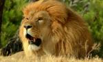 Animalele salbatice scăpate dintr-o rezervaţie americană au fost prinse