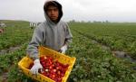 Revista presei - 24 octombrie: "Căpşunarii" îşi pot recupera taxele plătite în statul angajator