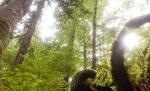 "Salvaţi pădurile virgine": Directorul WWF România, invitat azi în emisiunea Esenţial, de la 16.00