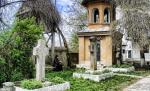 Salcami japonezi seculari, in curtea bisericii 