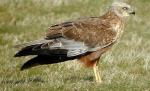 Travestit cu pene. Cercetătorii au descoperit o specie de pasăre care se deghizează în femelă