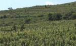 Podgoriile de la Valea Calugareasca
