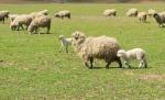În România se fură maşini, în Bulgaria se fură turme de oi