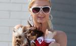 Act de caritate à la Paris Hilton: A hrănit un maidanez cu o friptură de 60 de dolari