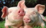 Porci online: Carnea de porc poate fi achiziţionată şi pe internet