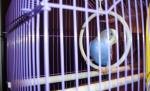 Îţi va lua o zi întreagă să găseşti pisicile ascunse. Numai cei atenţi le pot vedea