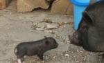 Porcul de Crăciun poate să fie şi sănătos. Cât costă carnea eco
