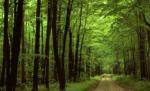 O lună de campanie şi aproape 100.000 de semnături: Pădurile Virgine, la un pas de salvare ?